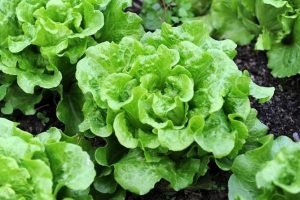 insalata ortaggi verdi