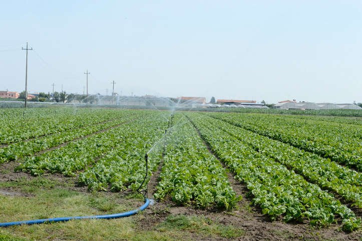 produzione ortaggi