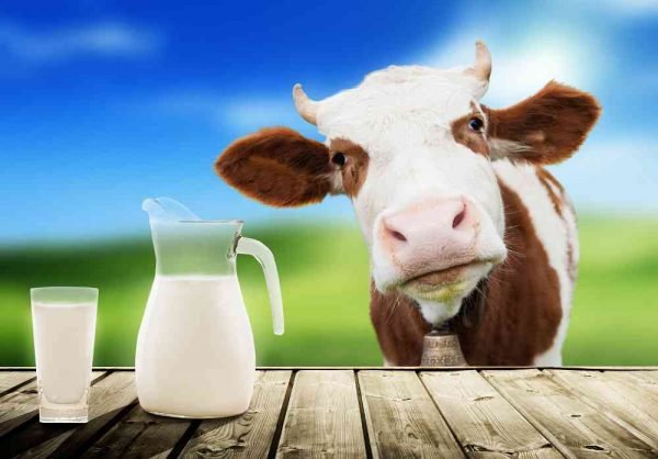 latte-vaccino