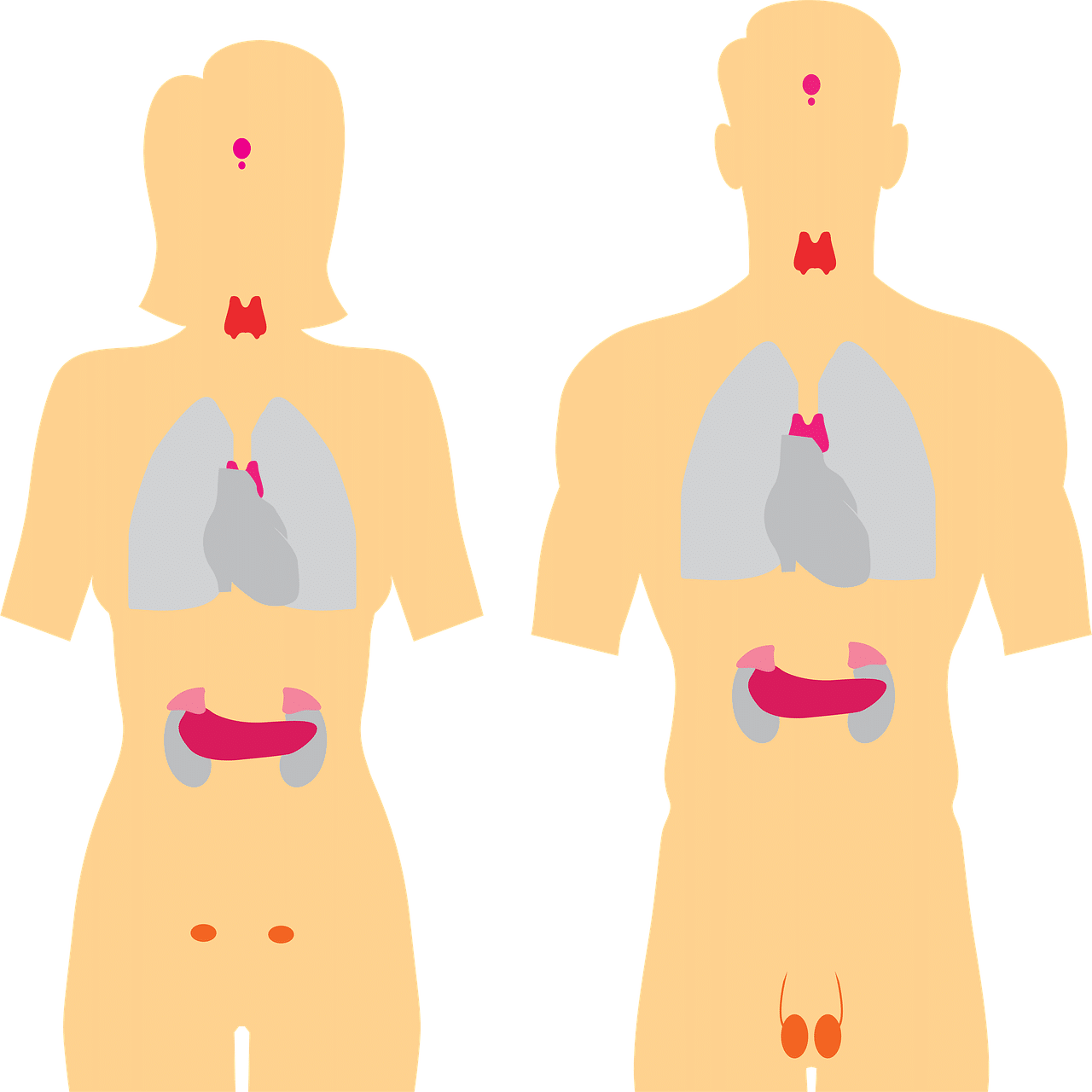 ghiandole endocrine