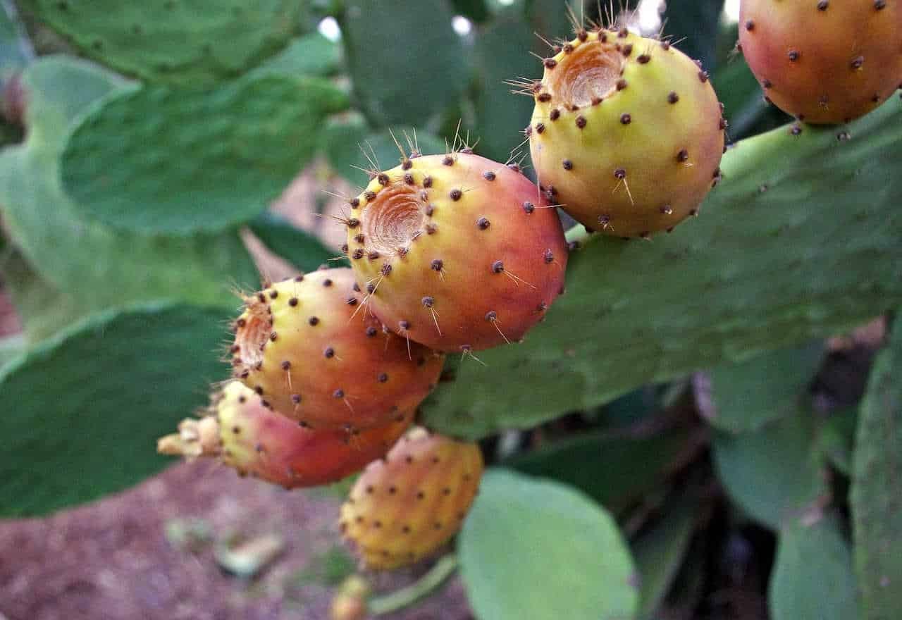 fichi d'india frutta